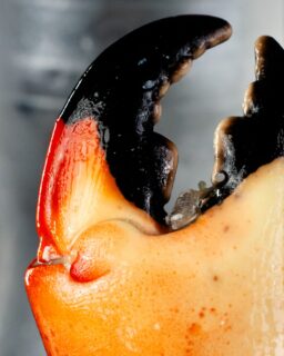 🔥 20,000 GRACIAS, FAMILIA 🔥No creemos en las casualidades… y menos cuando llegamos a 20,000 seguidores en plena Cuaresma 🐟Por eso armamos un giveaway pensado para que tengas mar y variedad en tu casa toda la temporada. Queremos que esta Cuaresma se disfrute como se debe 🦀🦞🎁 ¿Qué se gana el afortunado?
• 2 kg de tenaza mediana
• 2 kg de tenaza colosal
• 3 kg de filete de robalo
• 2 kg de lonja de tilapia
• 1 kg de cola de langosta grande
• 1 kg de filete de corvina
• 2 kg de camarón pacotillaSí… es una locura de premio 😮‍💨🔥¿Cómo participar?
1️⃣ Síguenos
2️⃣ Dale like a esta publicación
3️⃣ Taguea a 2 personas que nos sigan (entre más comentarios, más oportunidades 👀)
4️⃣ Comparte esta publicación en tu historia y etiquétanos para tener más oportunidades de ganar📅 El ganador se anunciará el 13 de marzo.Gracias por ser parte de esta comunidad que ama el buen producto y la buena mesa ❤️