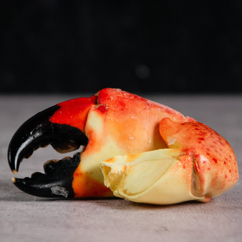 Tenazas de Cangrejo Moro Chica