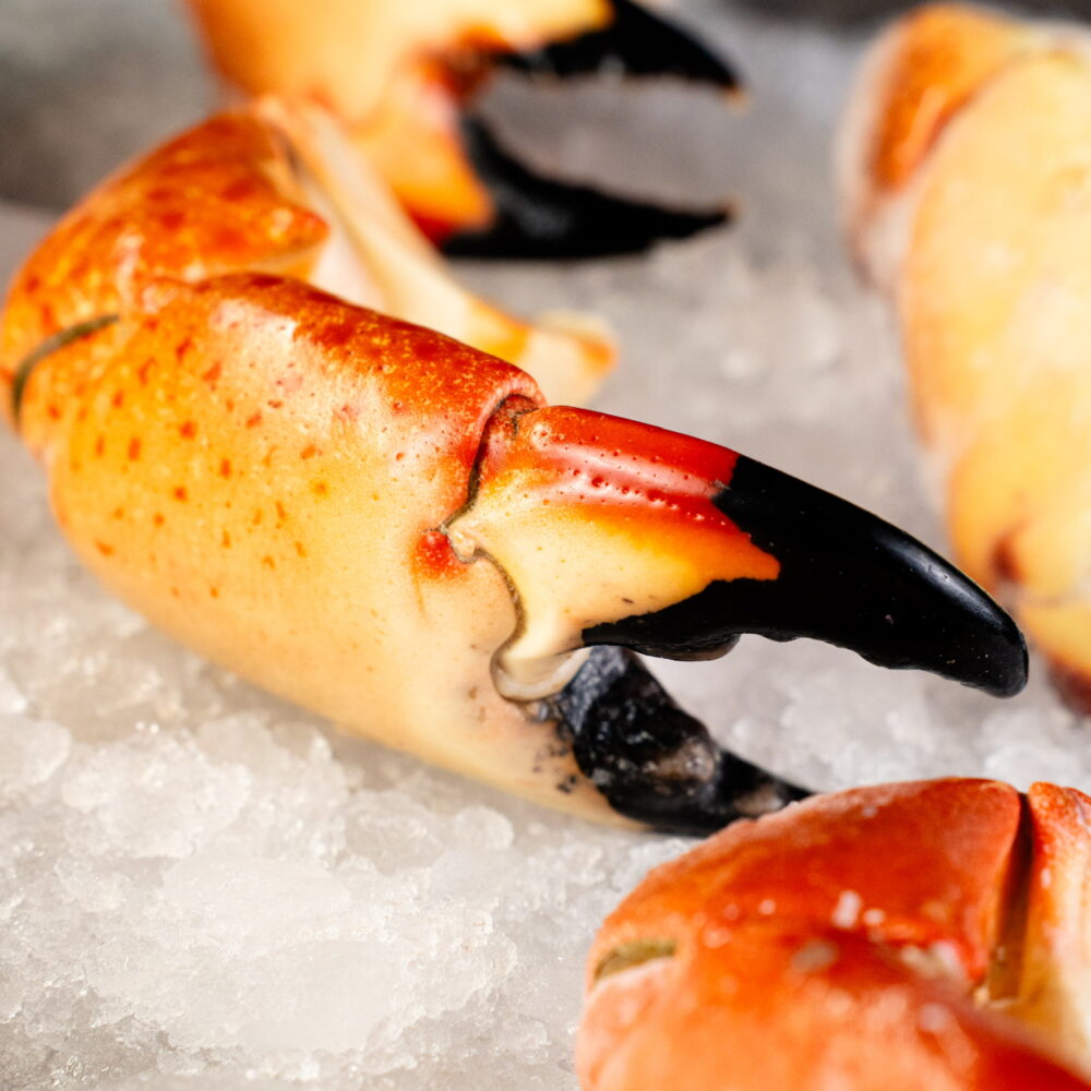 Tenazas de Cangrejo Moro Grande