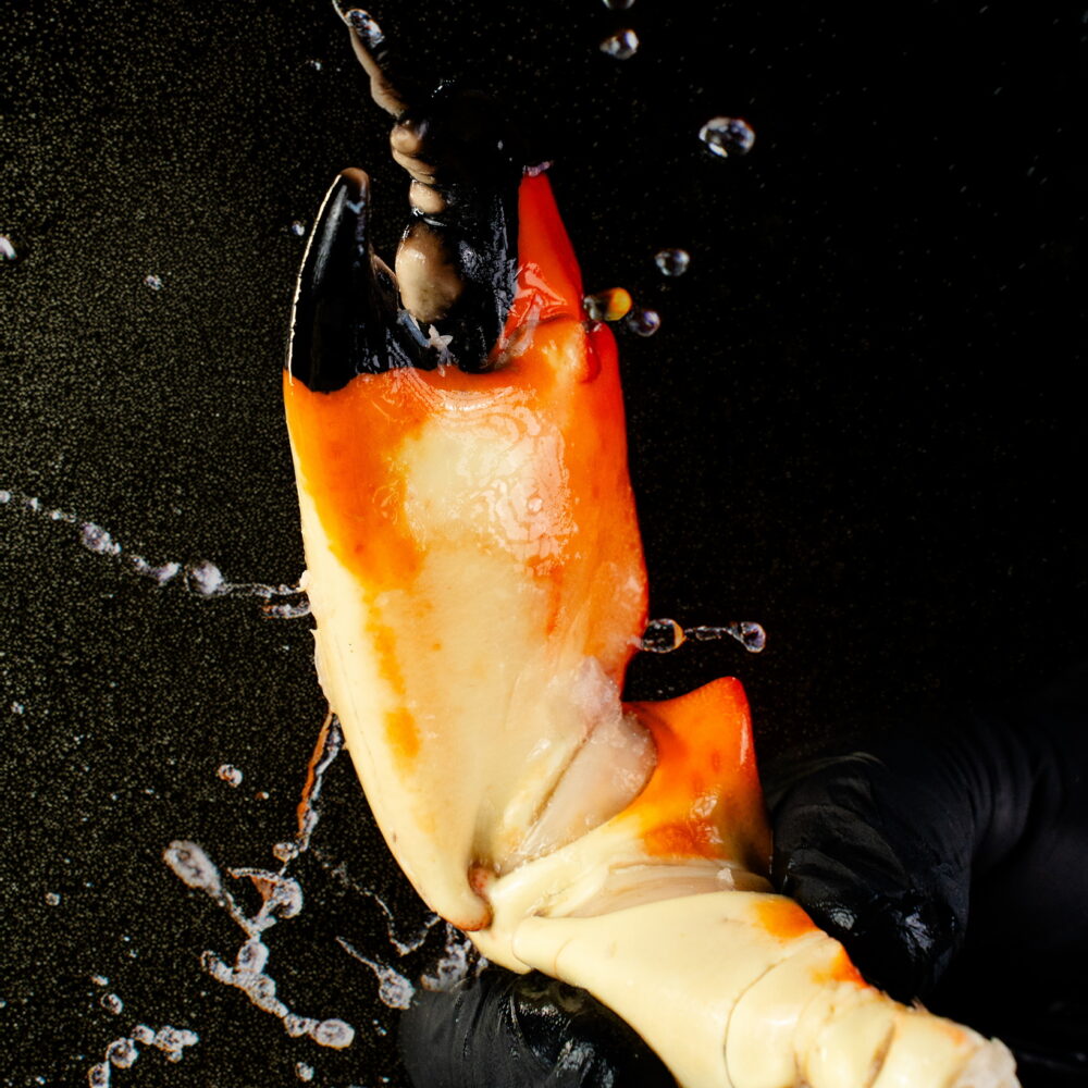 Tenazas de Cangrejo Moro Colosal