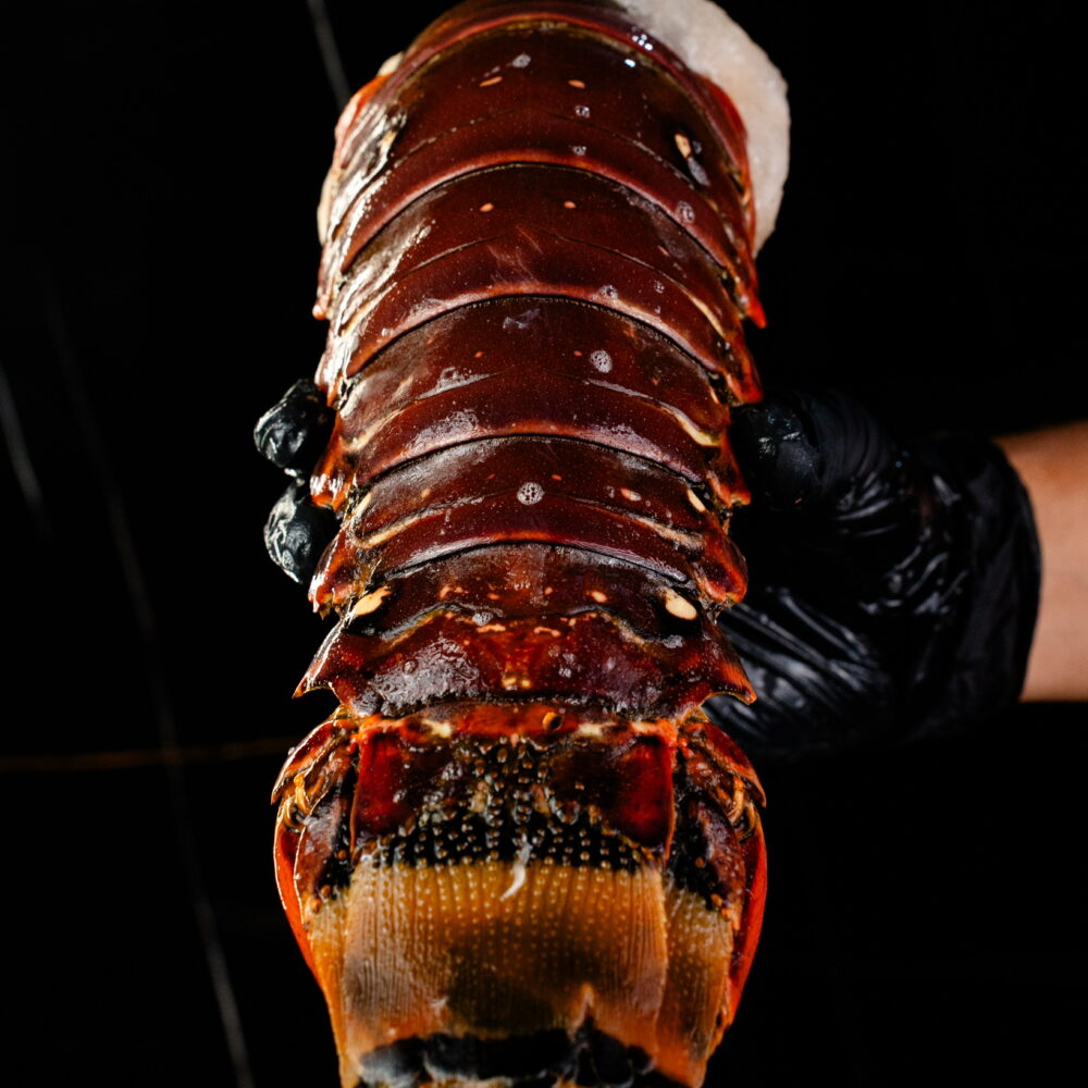 Cola de Langosta Grande